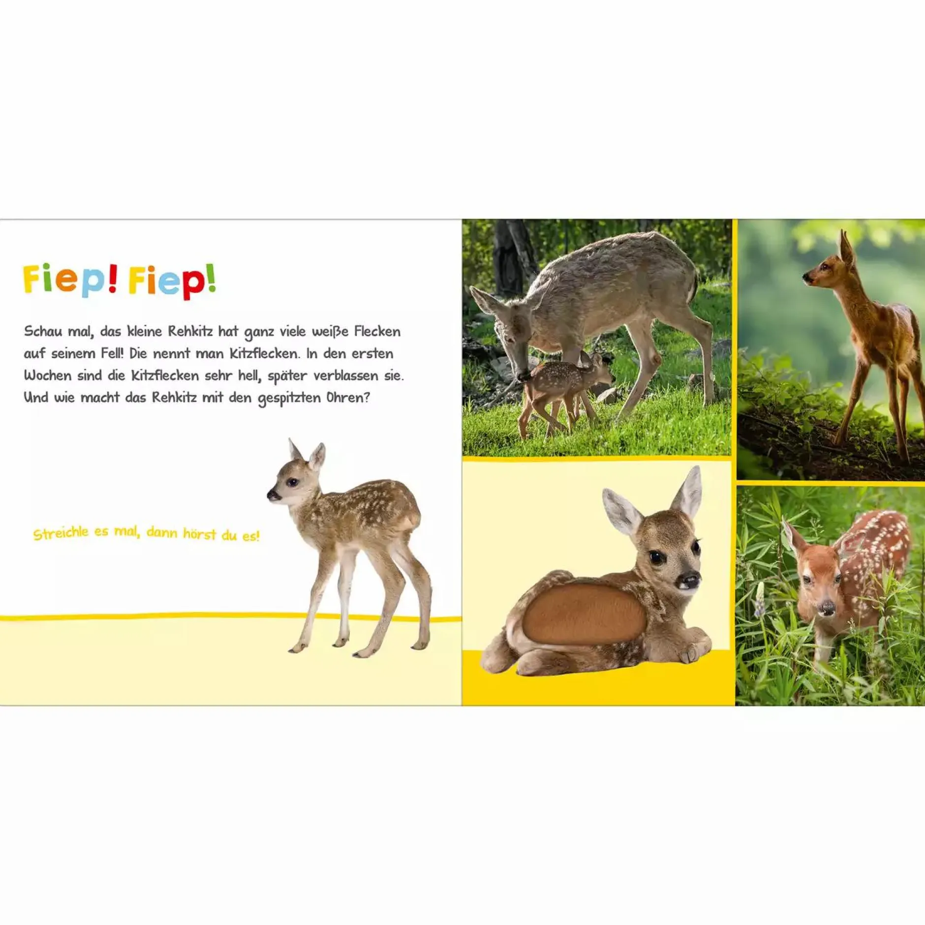 arsEdition Hör mal rein, wer kann das sein? Tierbabys*Kinder Kinderbücher