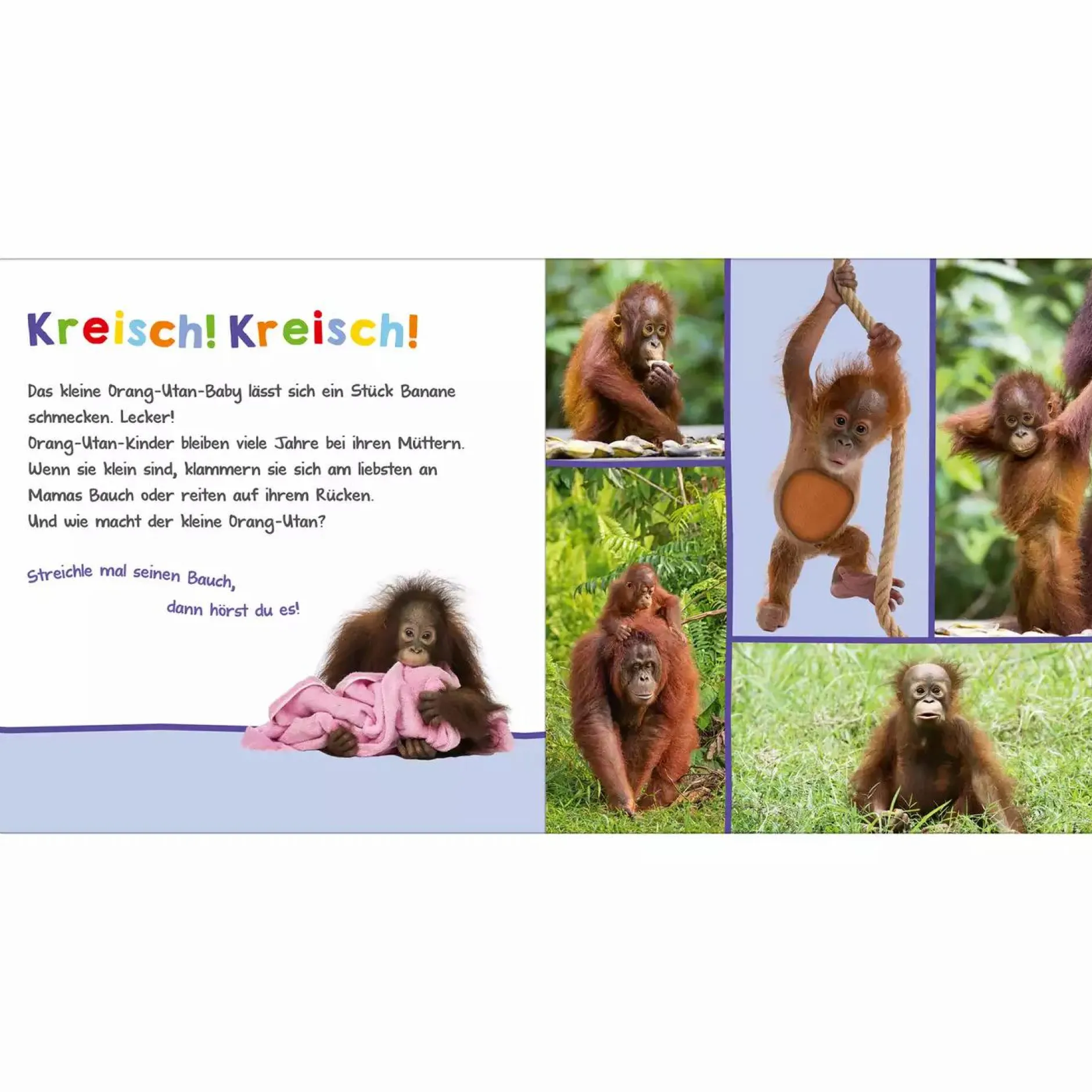 arsEdition Hör mal rein, wer kann das sein? Tierbabys*Kinder Kinderbücher