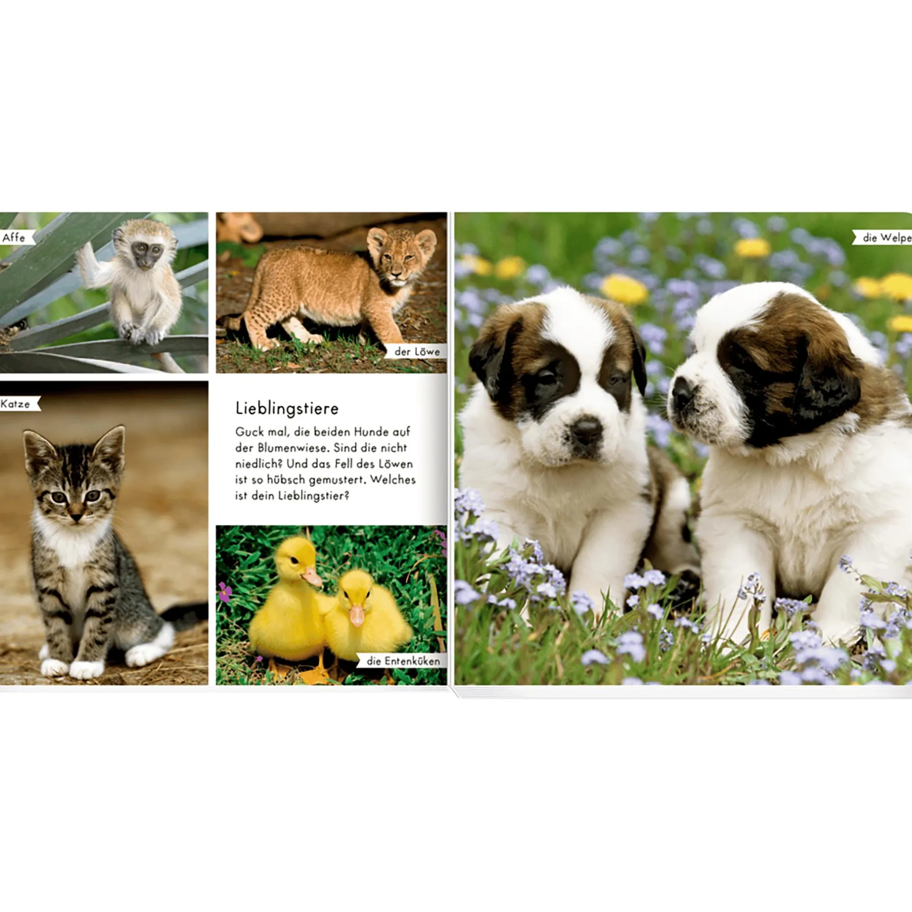 COPPENRATH Meine liebsten Tierbabys*Kinder Kinderbücher