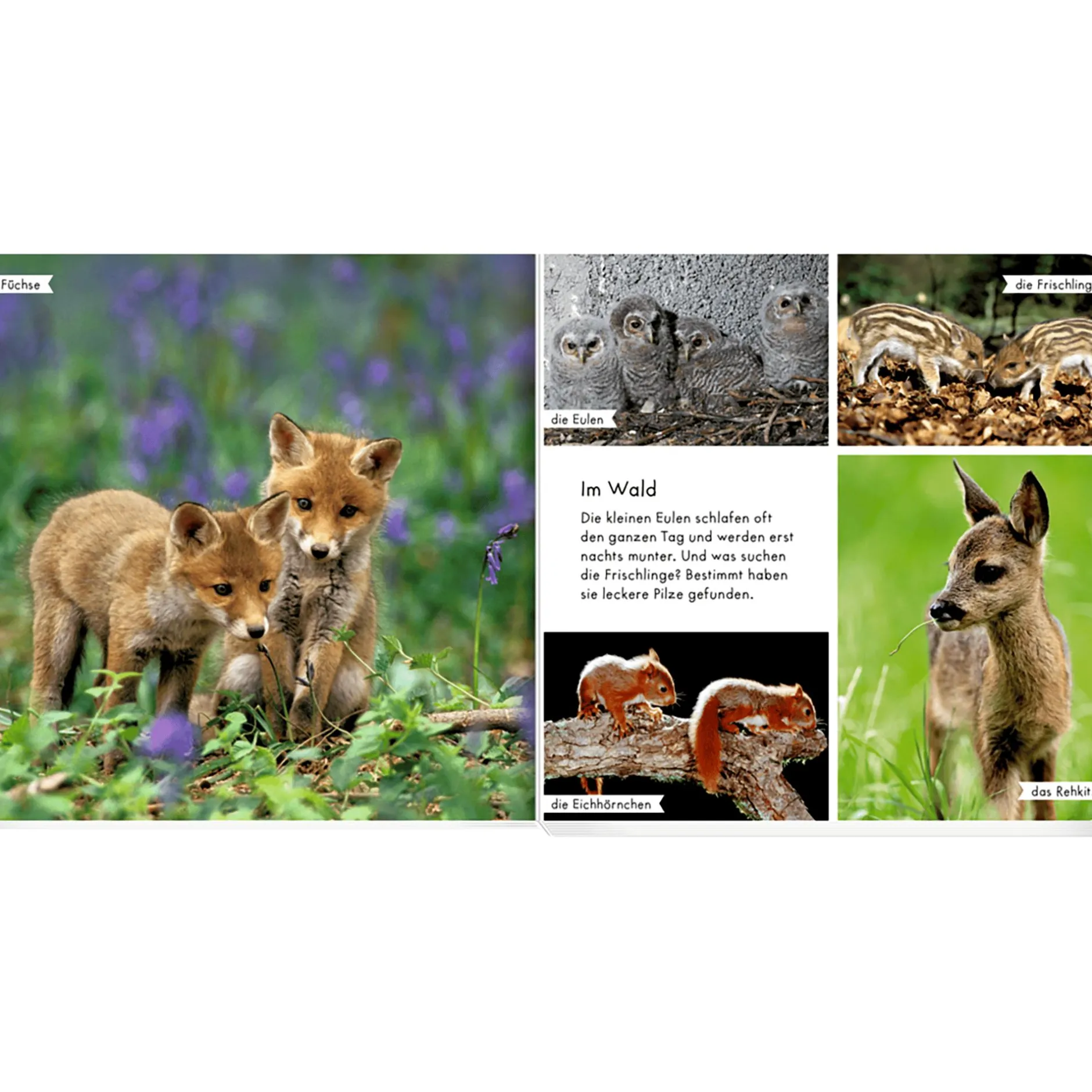 COPPENRATH Meine liebsten Tierbabys*Kinder Kinderbücher